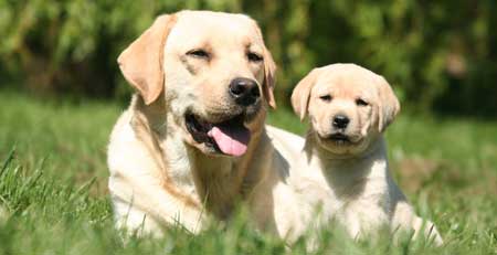 adult-yellow-labrador-and-puppy-laying-in-green-grass