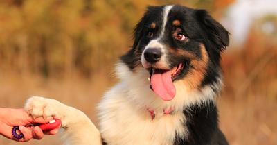 Train Your Dog with a Clicker - Complete Guide