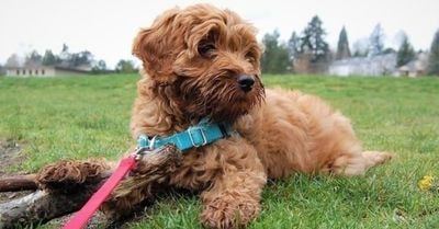Is F1 or F2 Labradoodle Better? Why Generational Differences Matter