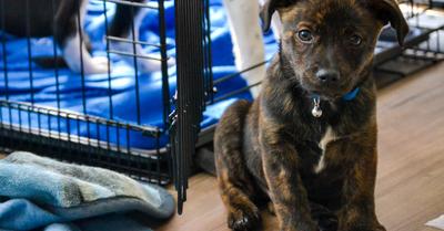 Crate Training For Your Dog - Complete Guide