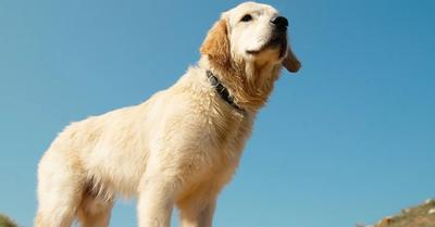 Why You Should Never Shave Your Golden Retriever