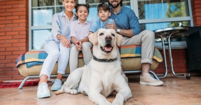 Why Are White Labradors So Expensive?