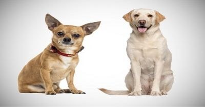 Chihuahua Labrador Mix: The Ultimate Labrahuahua Guide