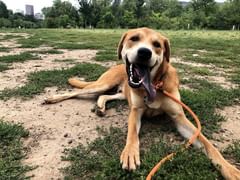 Shibador laying on the grass