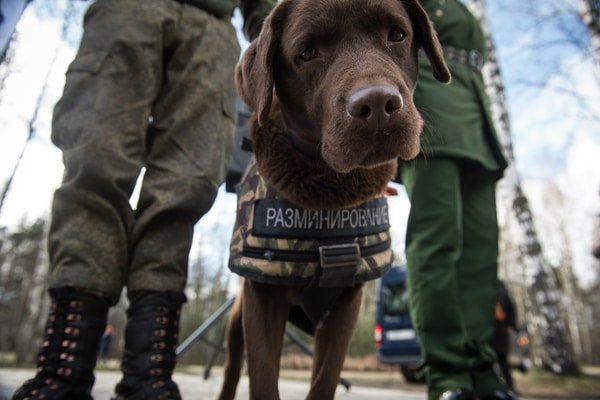 military dog