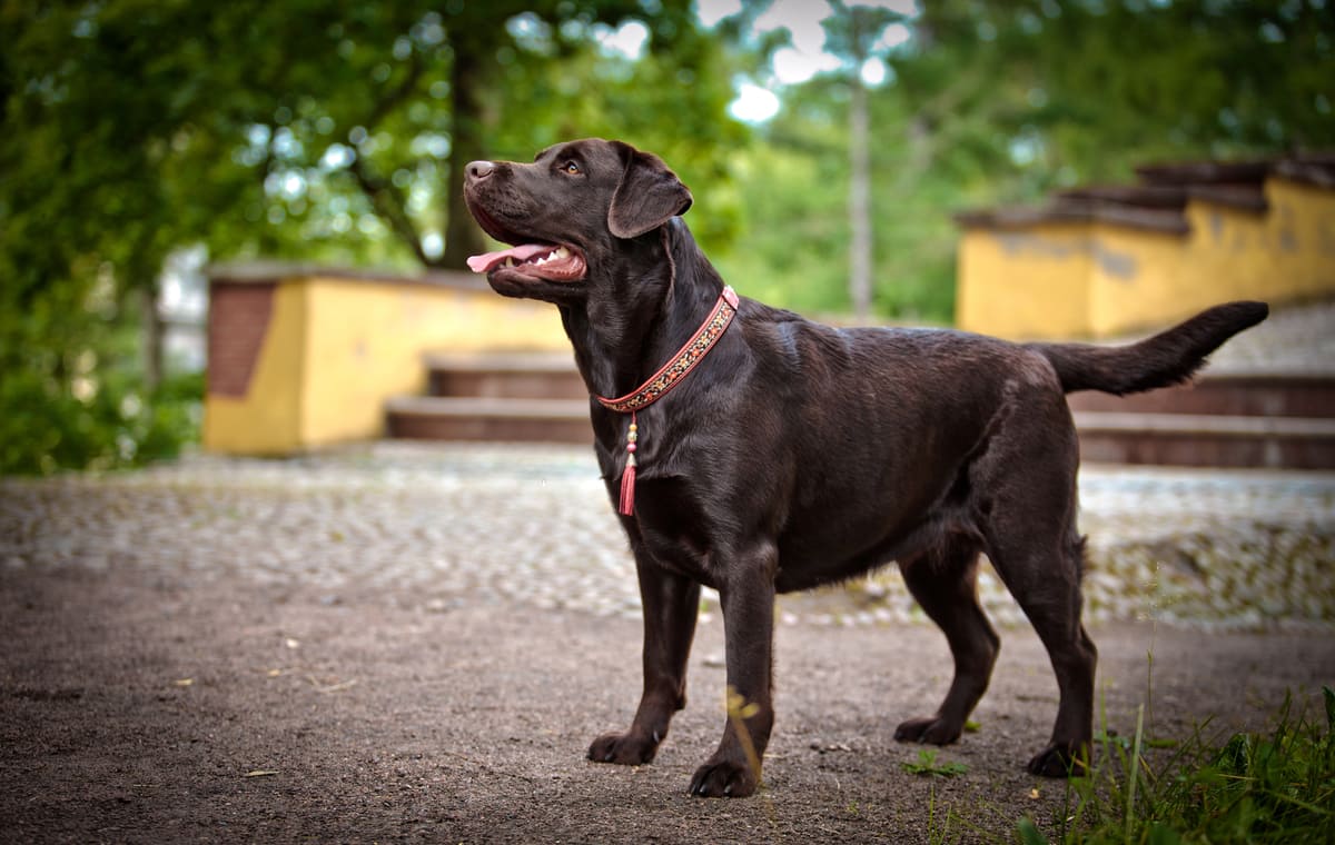 big labrador