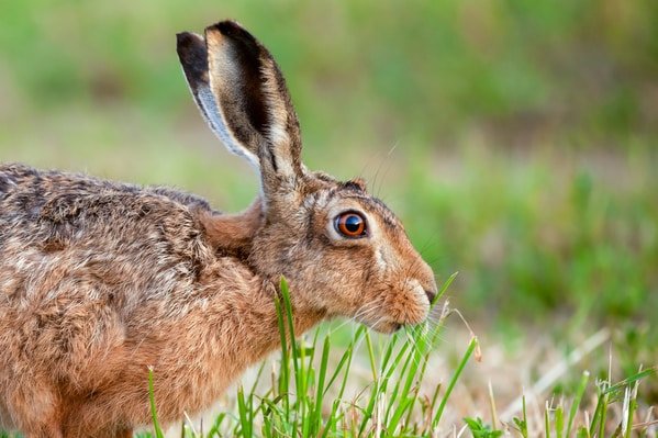 rabbit
