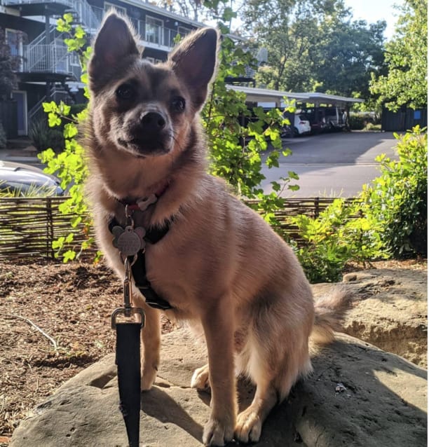 pomador