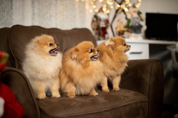 pomeranians