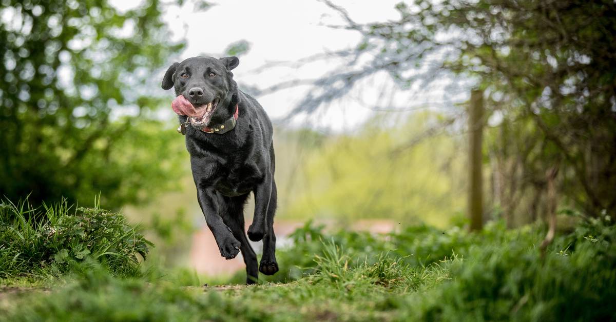 Black Lab