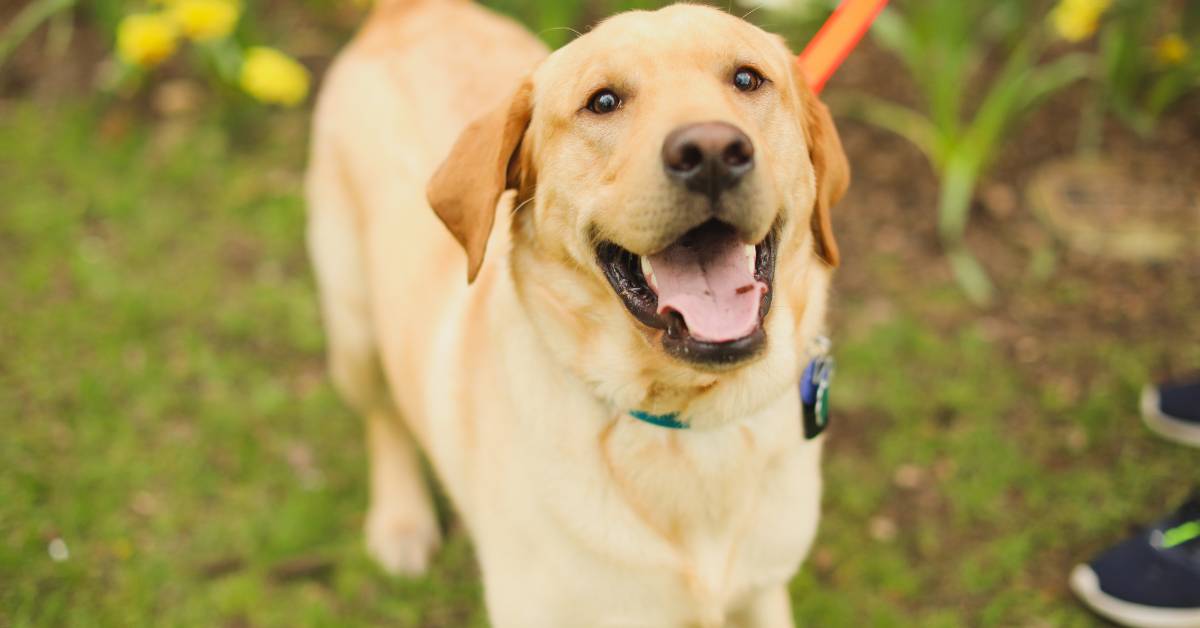 Yellow Lab