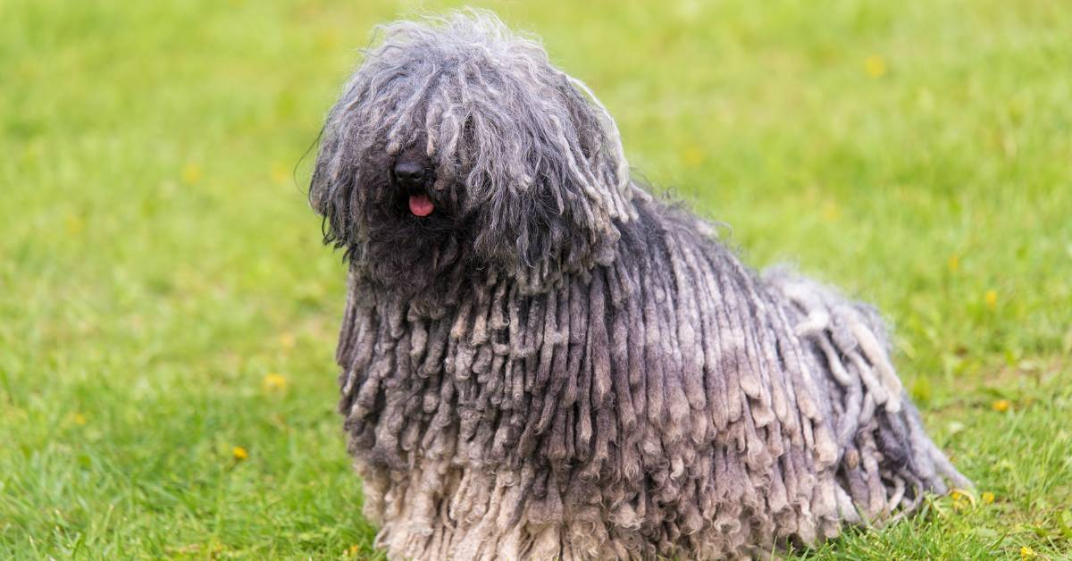 Puli