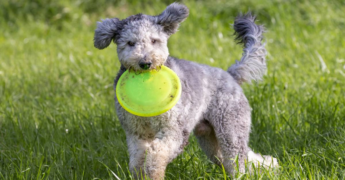 Bergamasco
