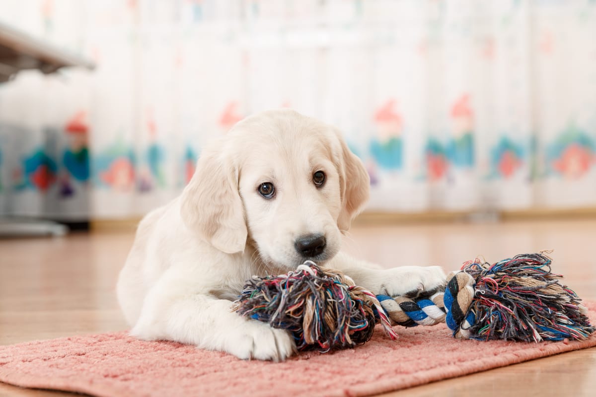 labrador puppy chew toy