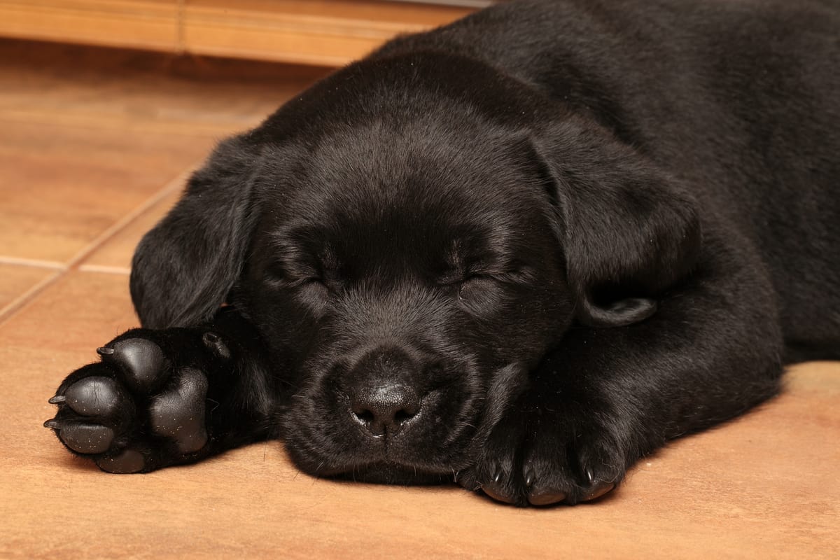 Sleeping black labrador puppy