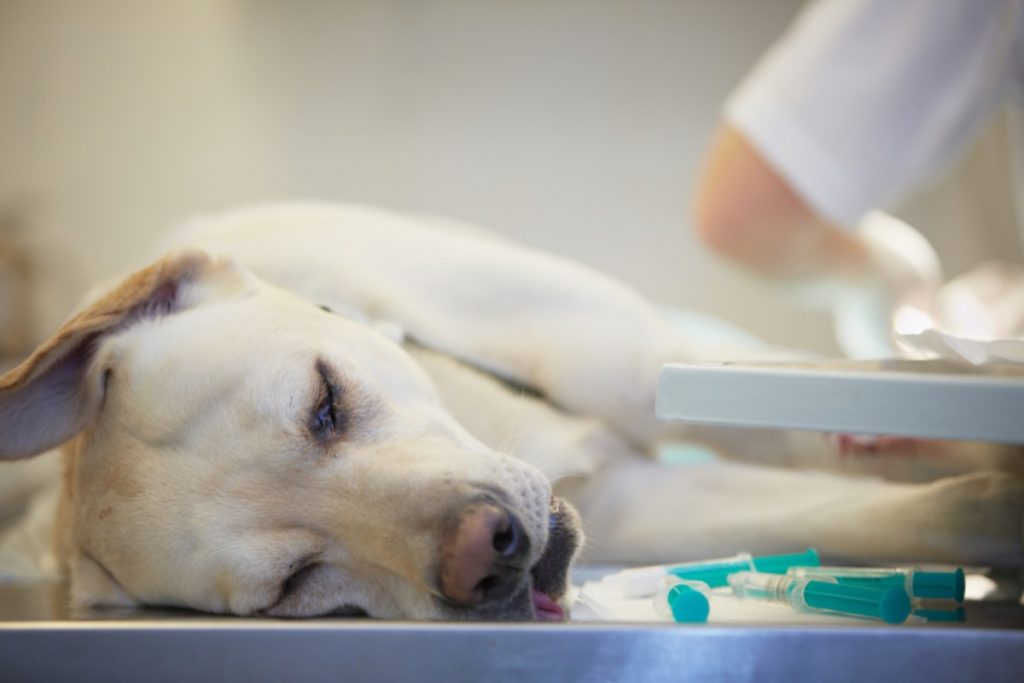 labrador health