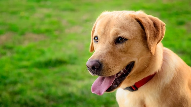 labrador retriever vs golden retriever