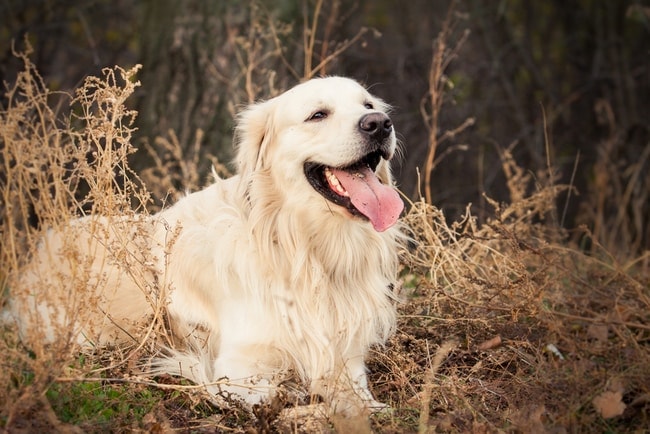 golden retriever laying in woods