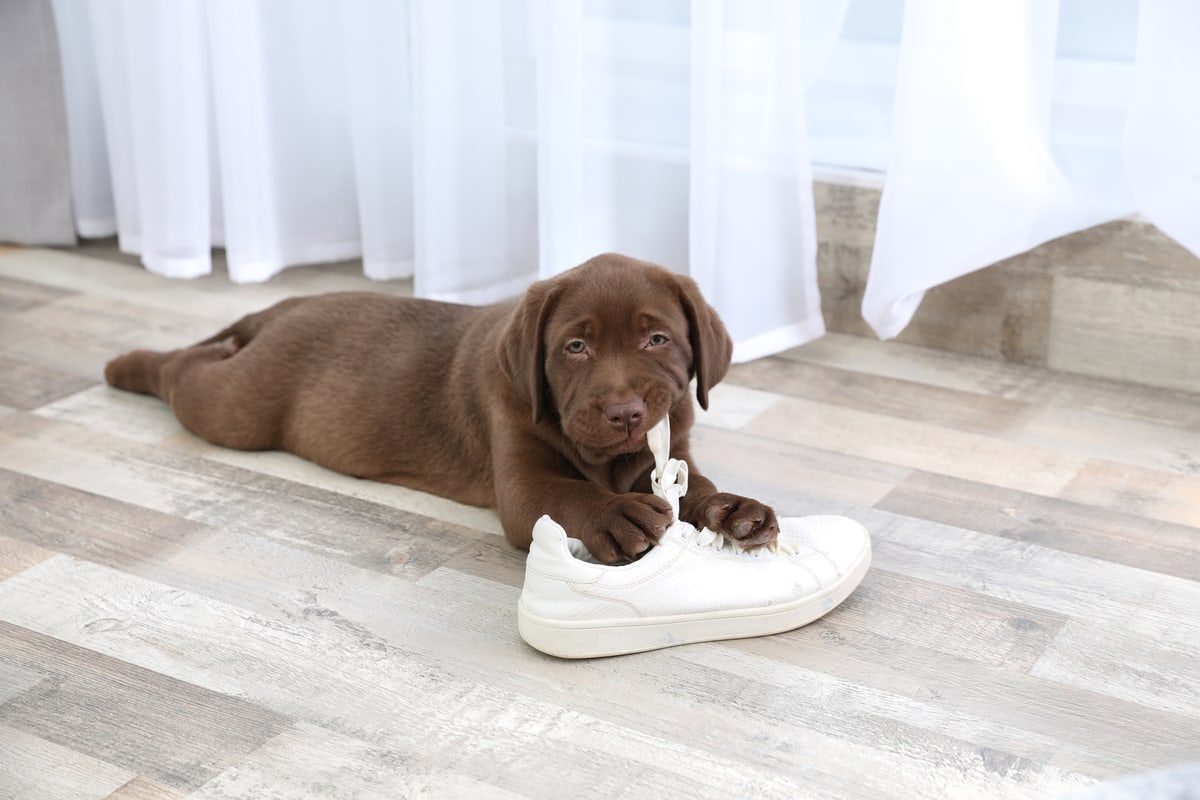 lab-puppy-biting