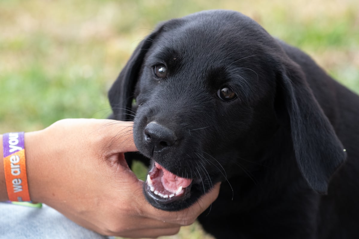 black-lab-puppy-biting