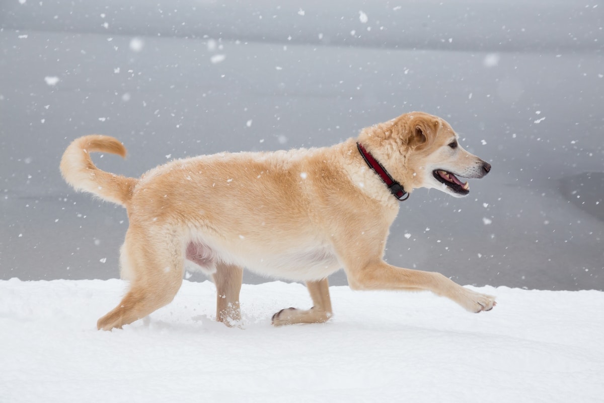 golden-retriever-snow