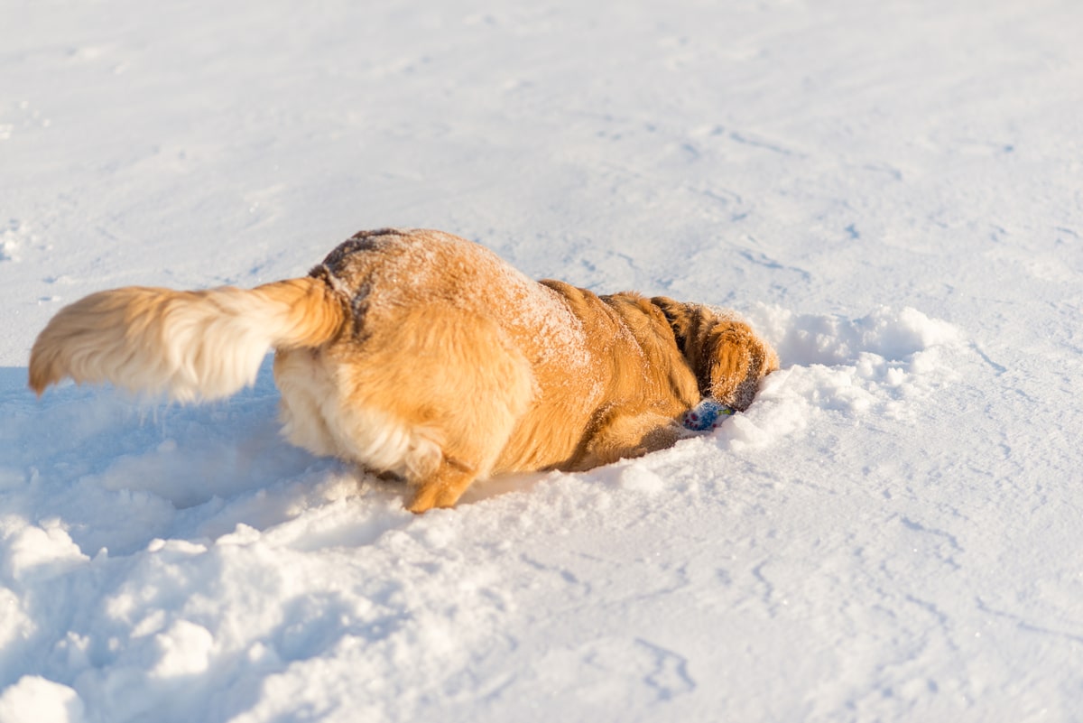how-to-keep-your-golden-retriever-safe-during-the-winter-months
