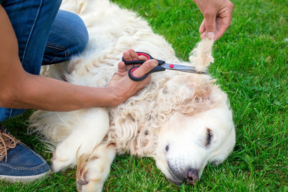 golden-retriever-shave