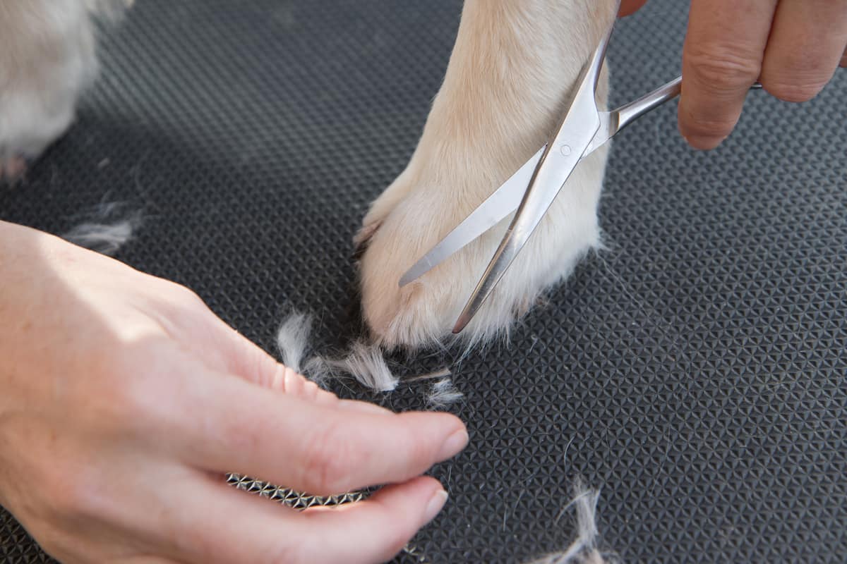 can-you-cut-a-golden-retriever-s-hair-short