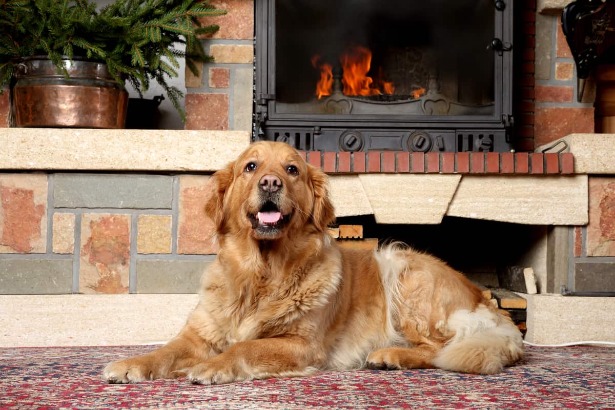 golden-retriever-fire-place
