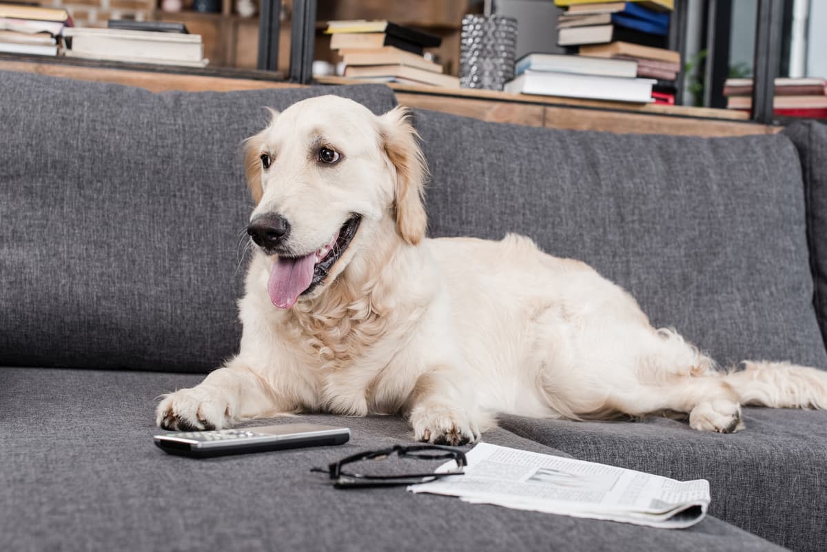 golden-retriever-with-remote
