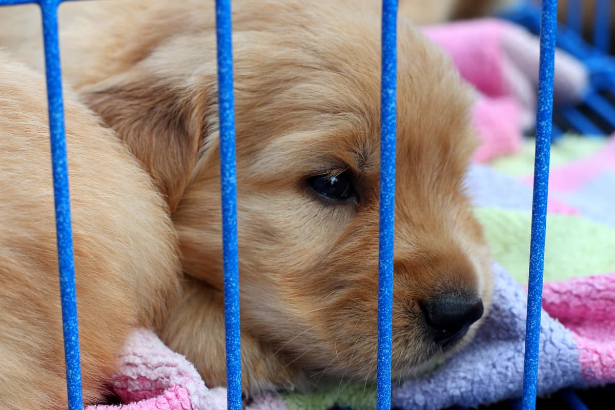 golden-retriever-puppy-in-cage
