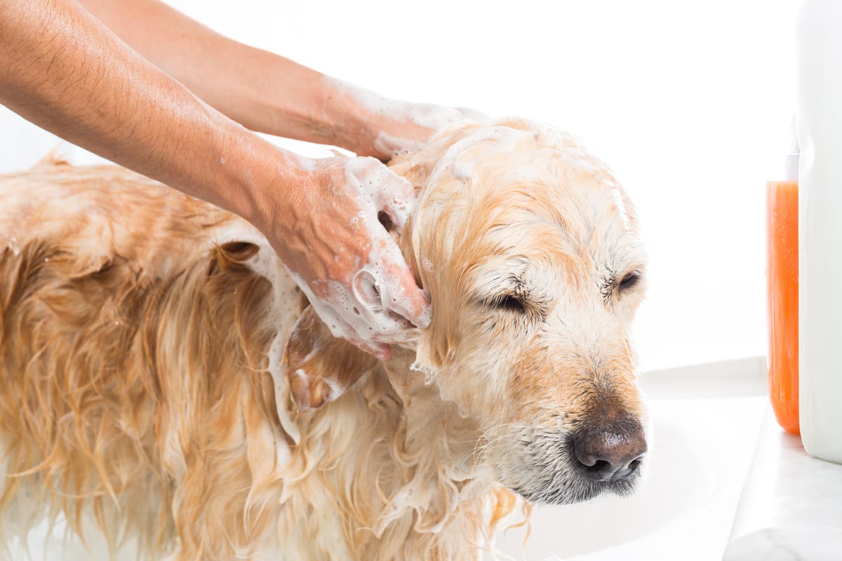 golden-retriever-bathing