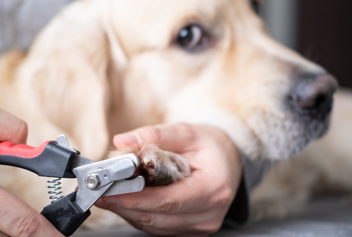 golden-retriever-nail-cut