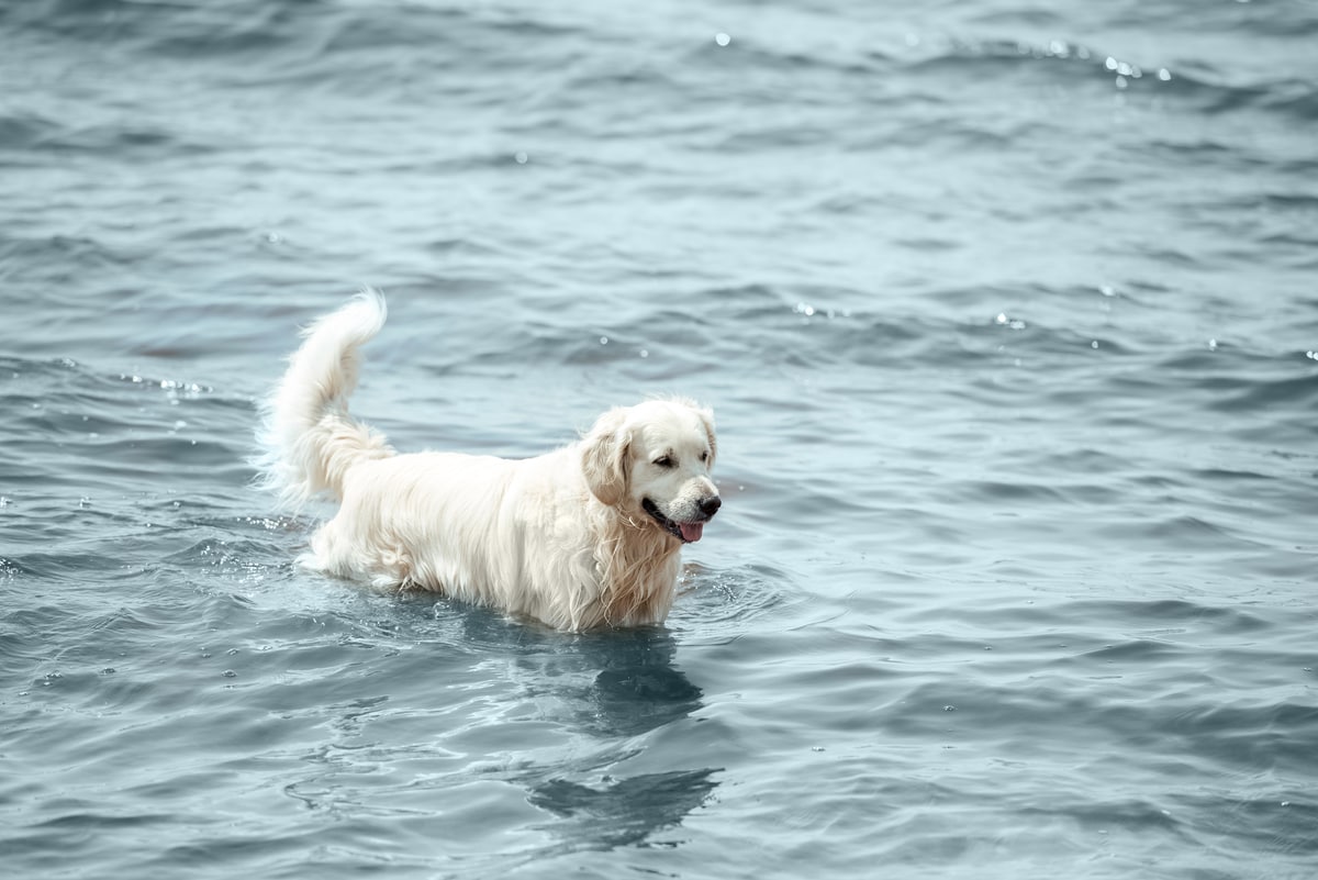 golden-retriever-swimming-cold