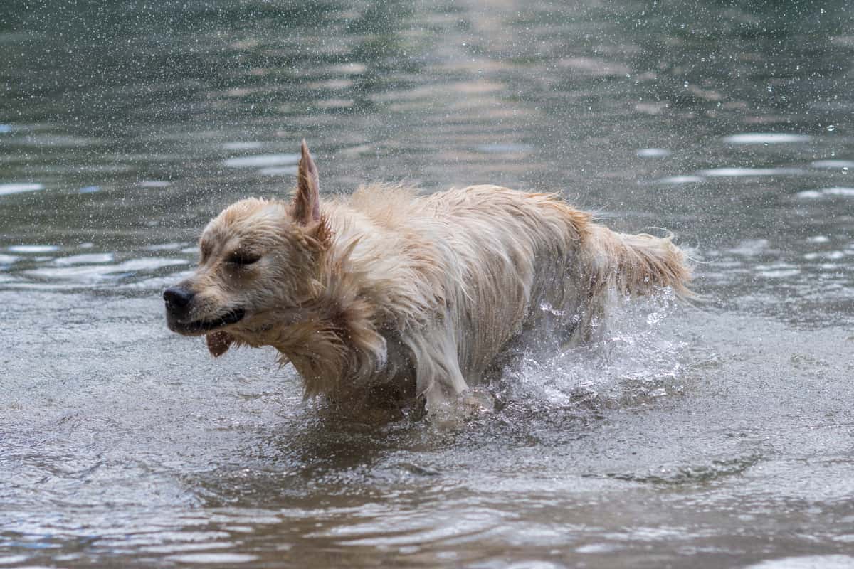 golden-retriever-swimming
