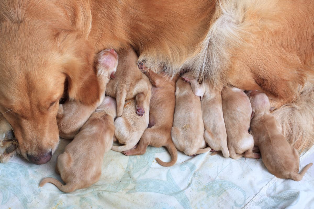 golden-retriever-puppies