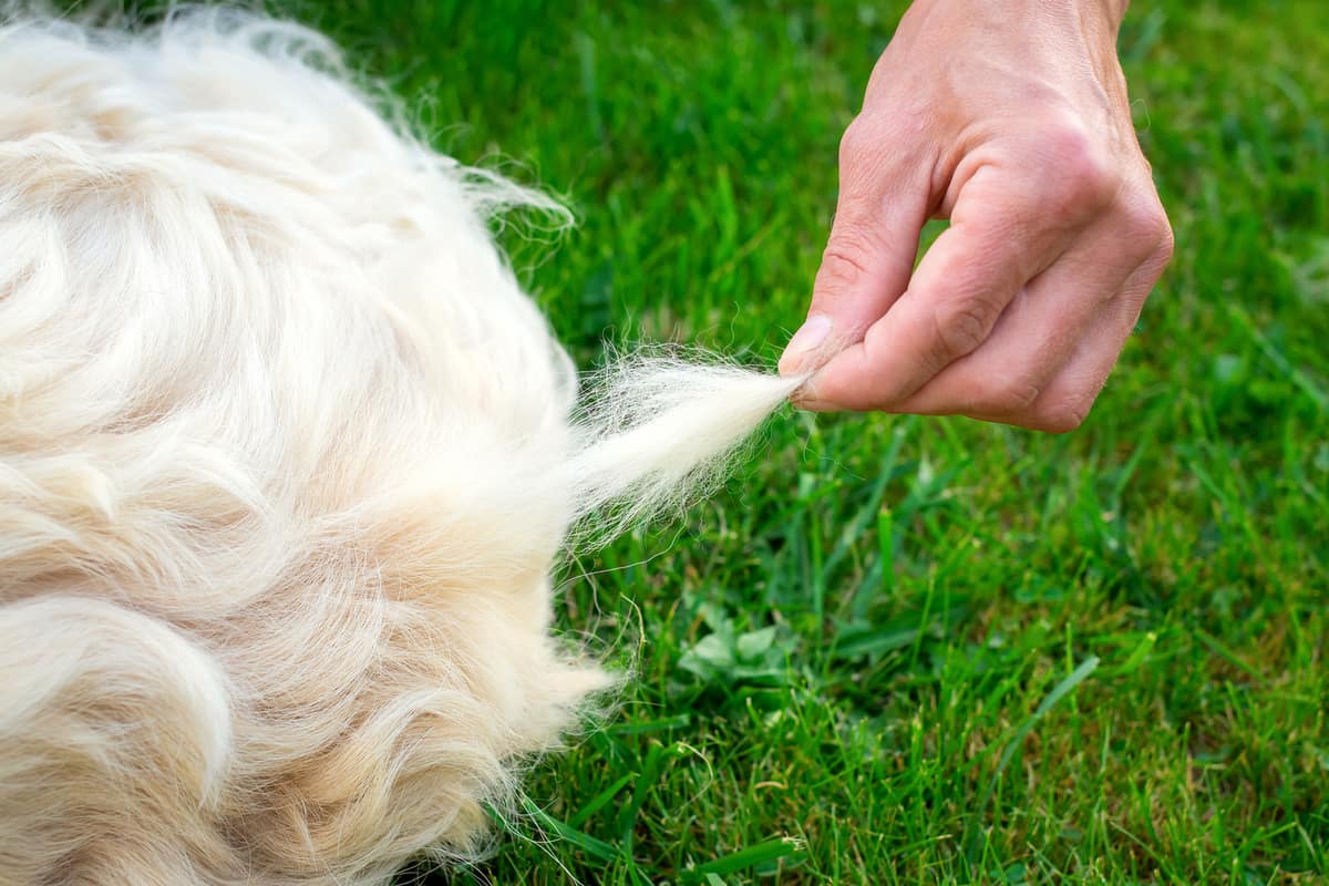 golden-retriever-shedding