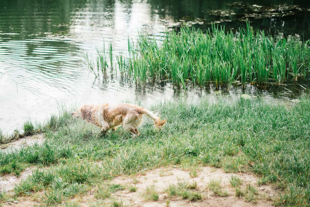 golden-retriever-in-the-lake