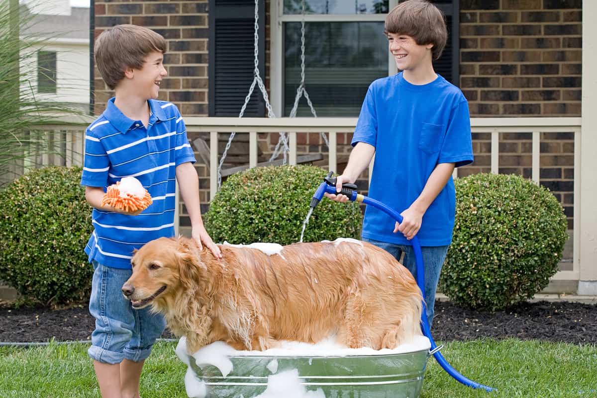 golden-retriever-bathing-by-kids