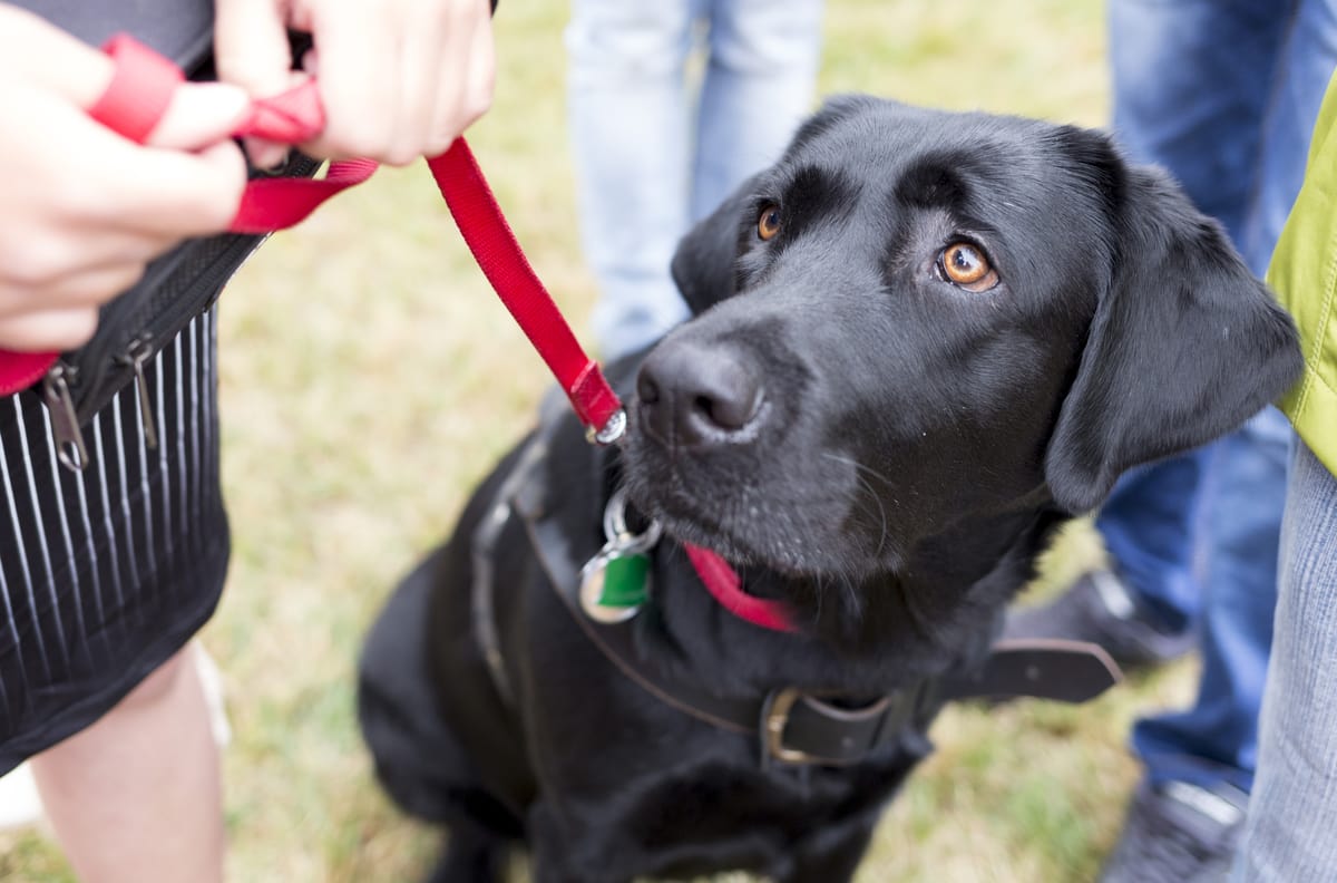 labrador-collar