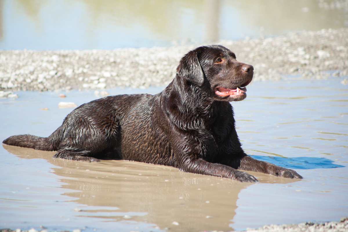 chocolate-lab