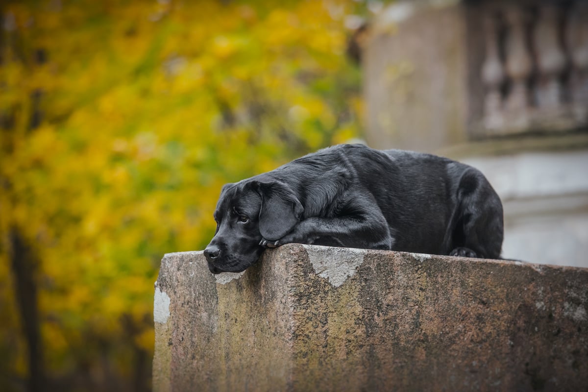 sad-black-lab
