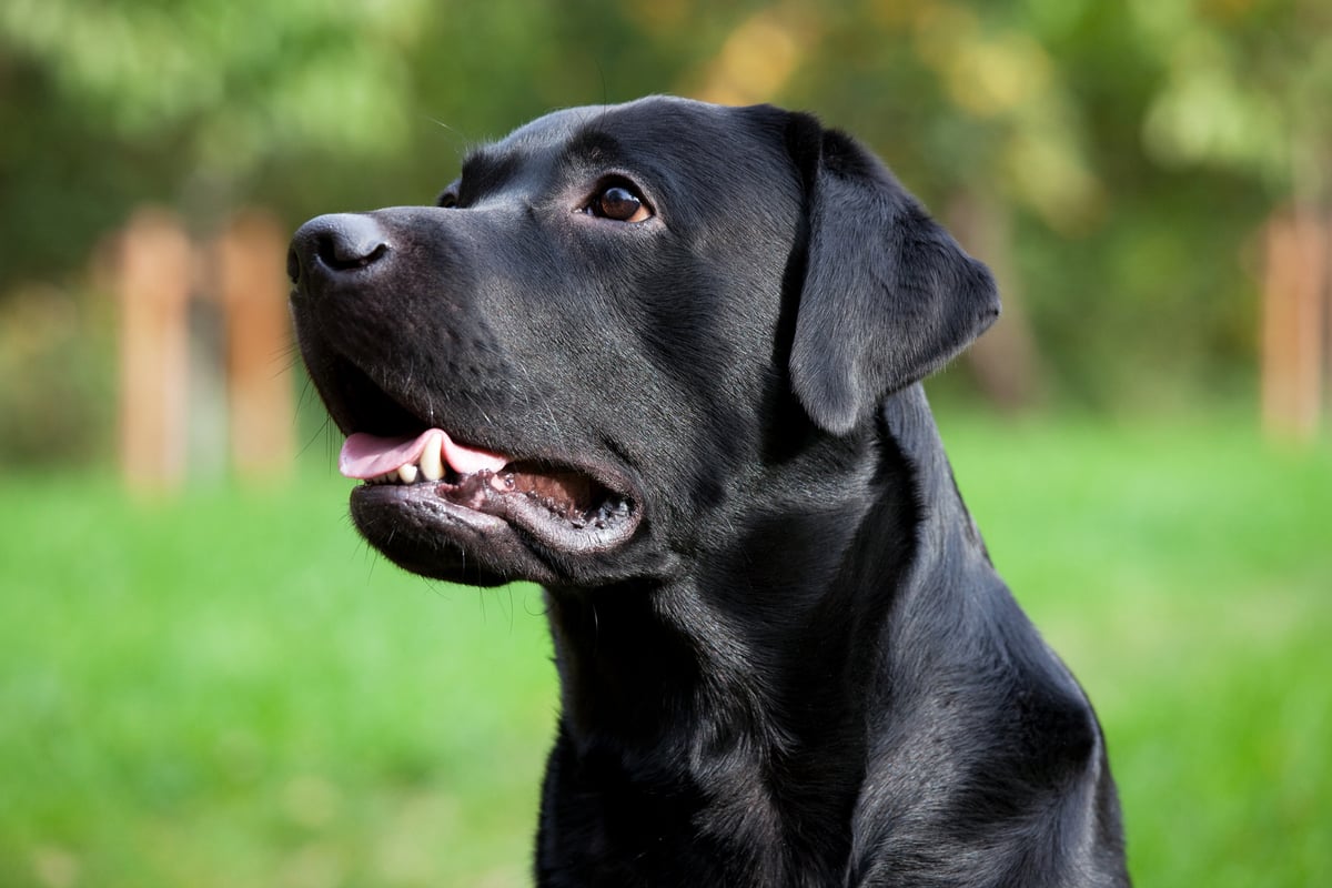 black-lab-turning-brown
