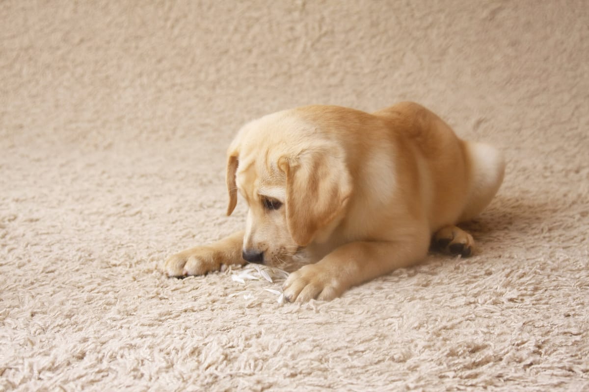 yellow-lab-playing-carpet