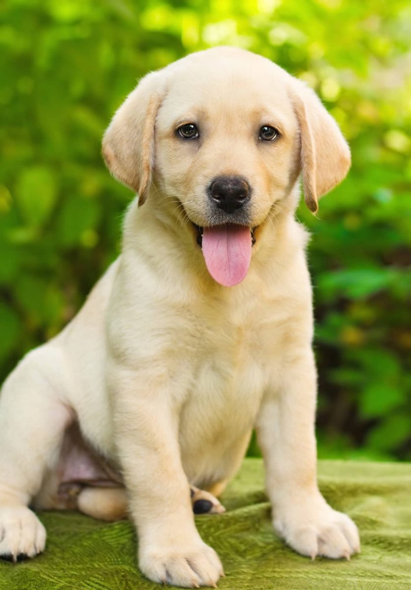 small-labrador-puppy