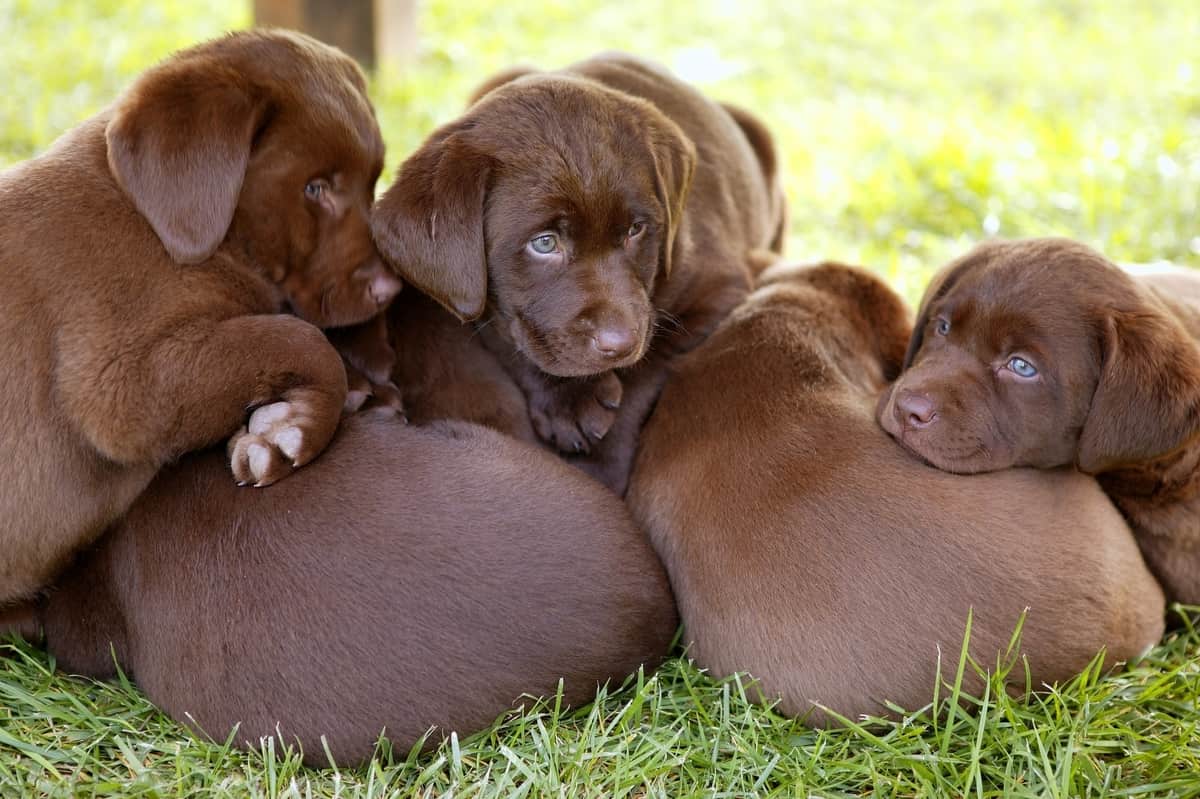 chocolate-labrador-puppies