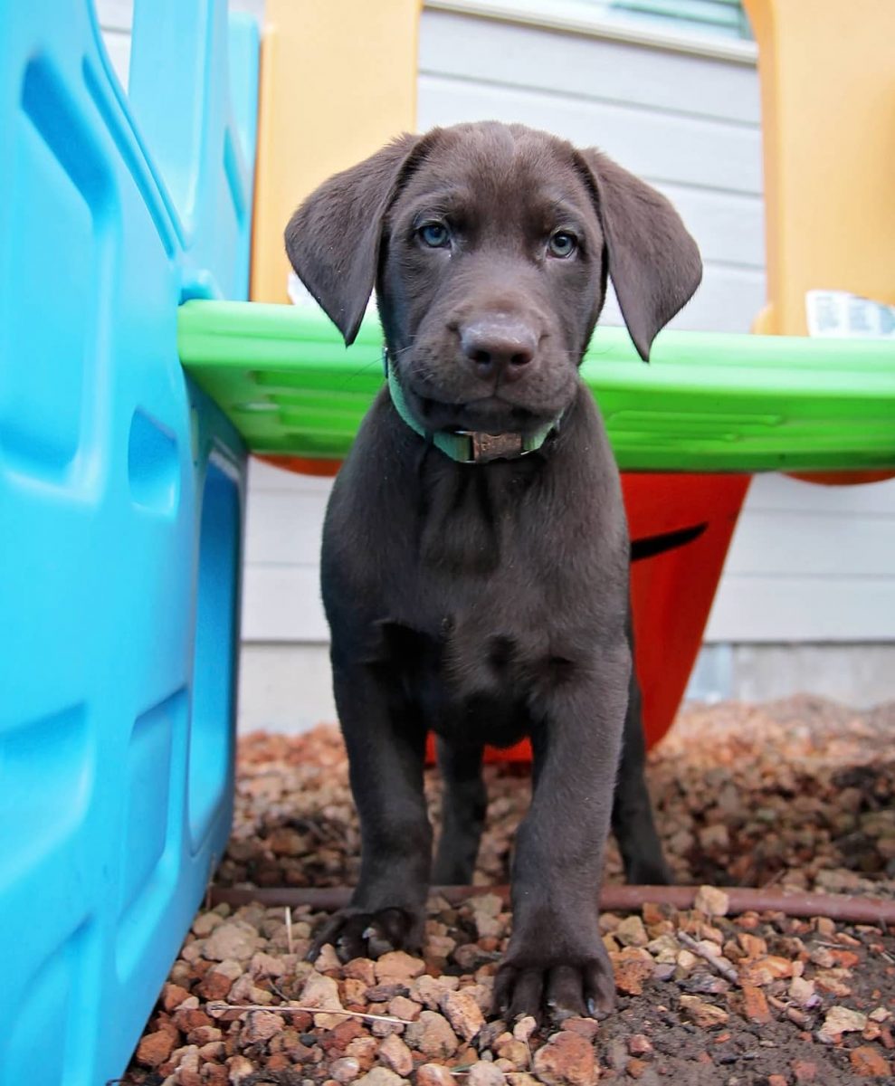 chocolate-lab-puppy-look-black