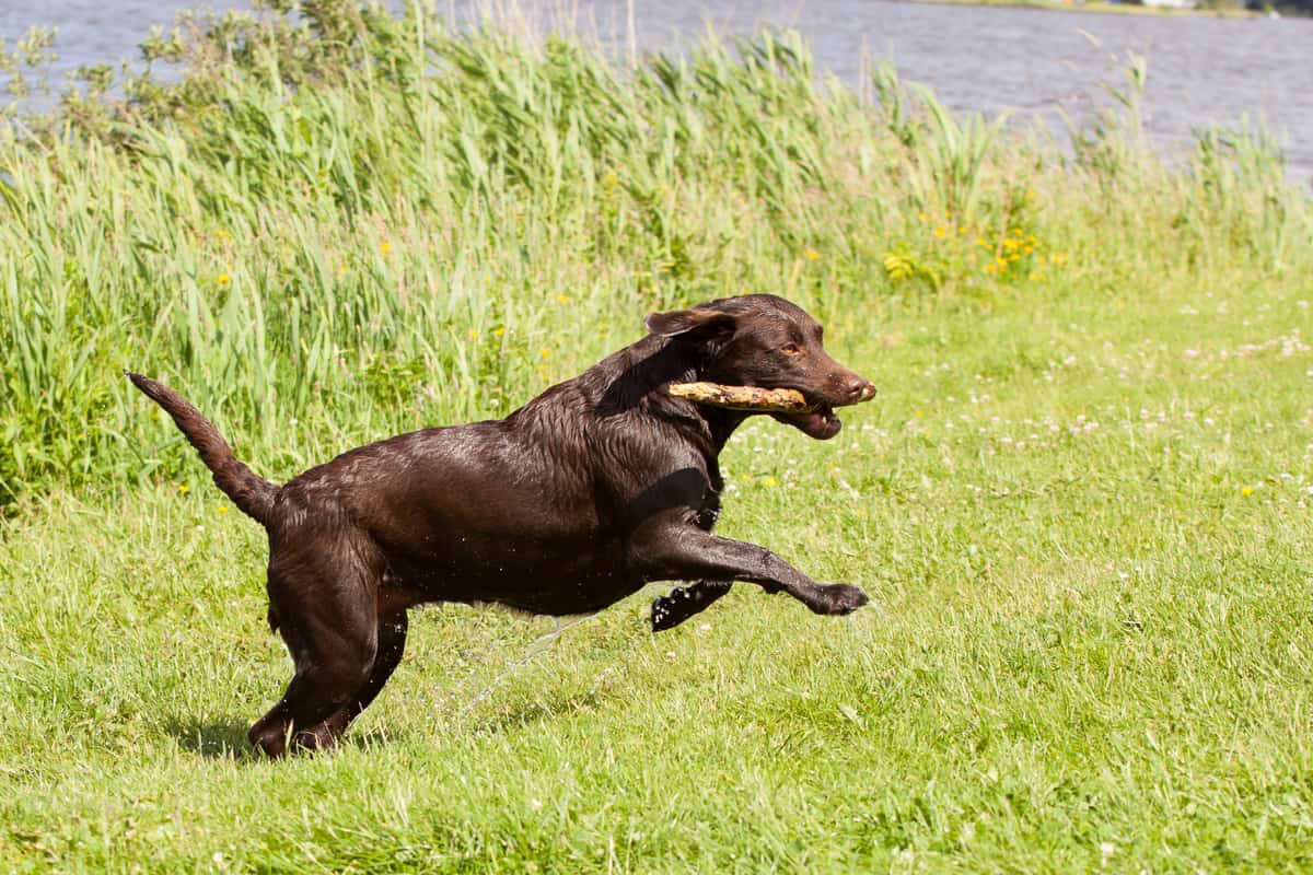 labrador-fetch-stick