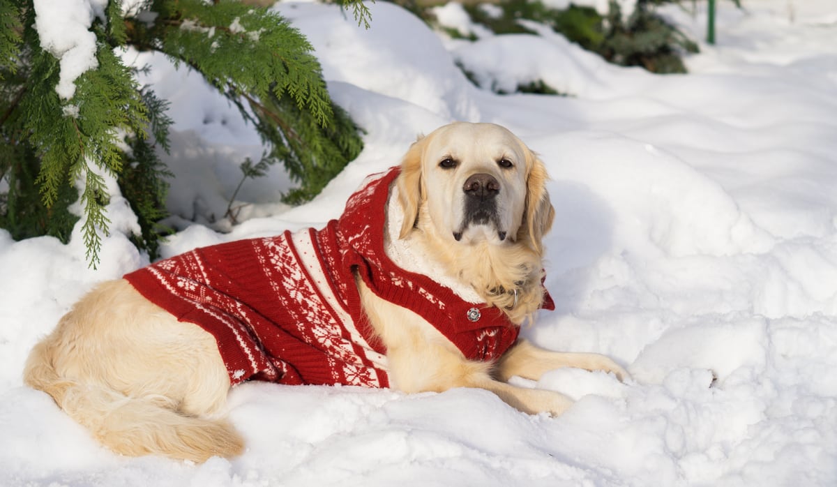 labrador-winter