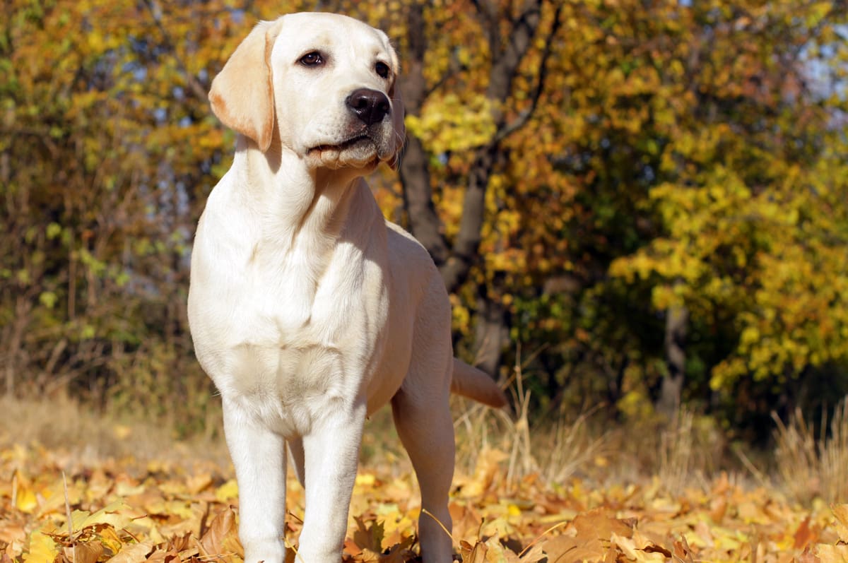 yellow-lab-autumn